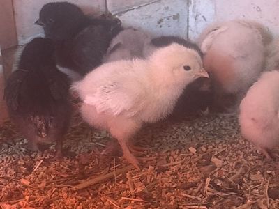 For sale Brahma chicks set of 7