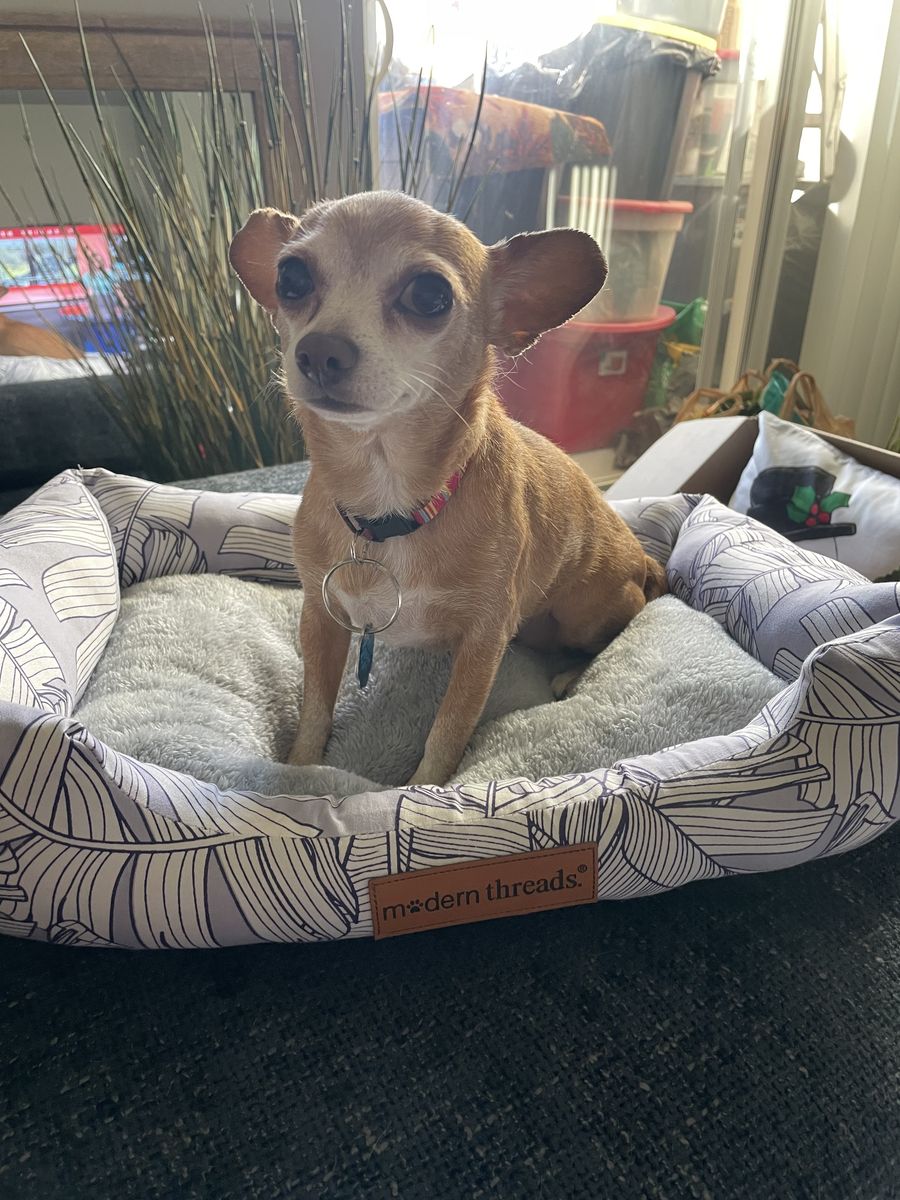 8 yr old Chihuahua Daisy