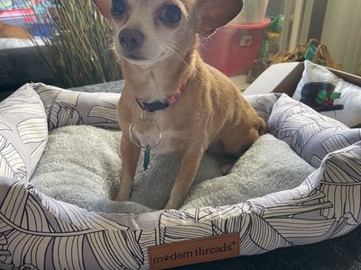 8 yr old Chihuahua Daisy