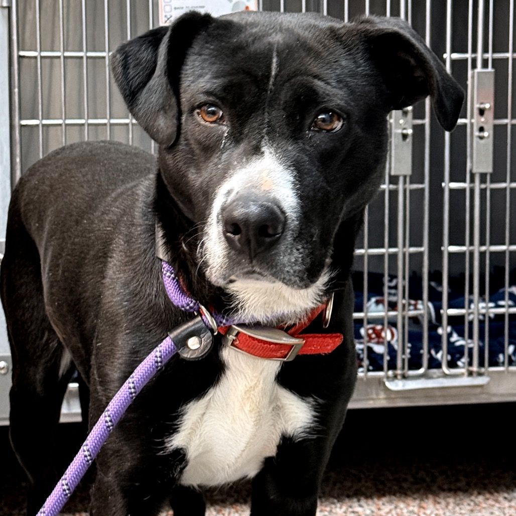 Hello my name is Pretzel