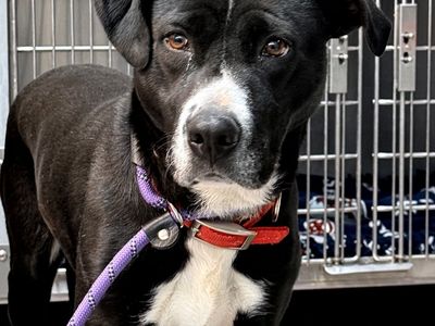 Hello my name is Pretzel