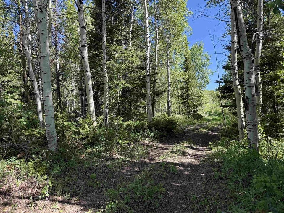 Main image 13