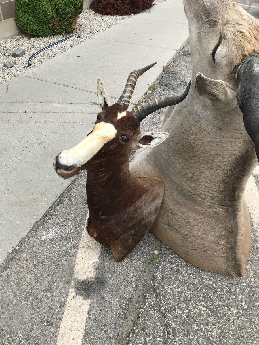 African Blesbok mount