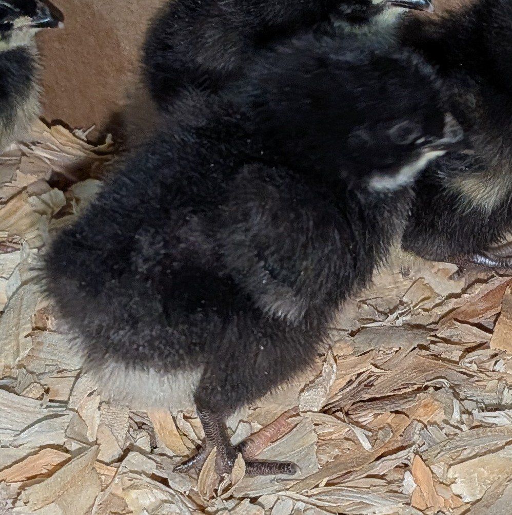 Female Black Sex-link chicks