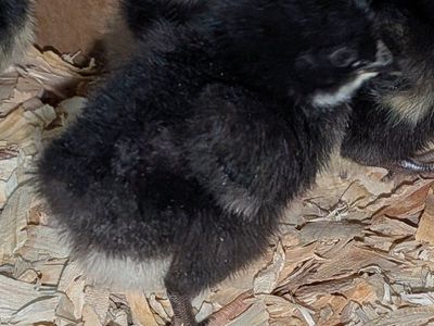 Female Black Sex-link chicks