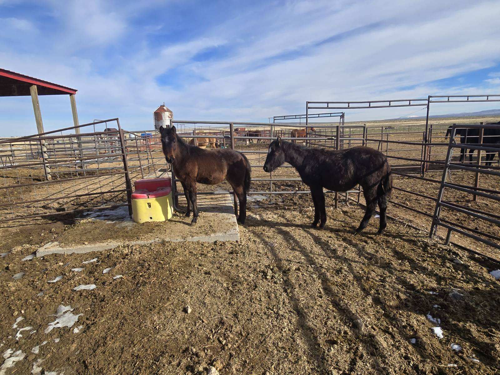 2025 AQHA Roan Horse colts