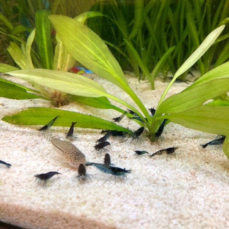 Blue Dream Shrimp