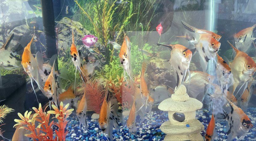 Angelfish 4 inches - $8