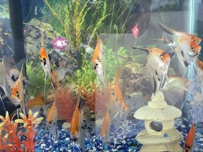 Angelfish 4 inches - $8
