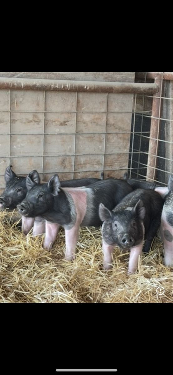 Roaster pigs