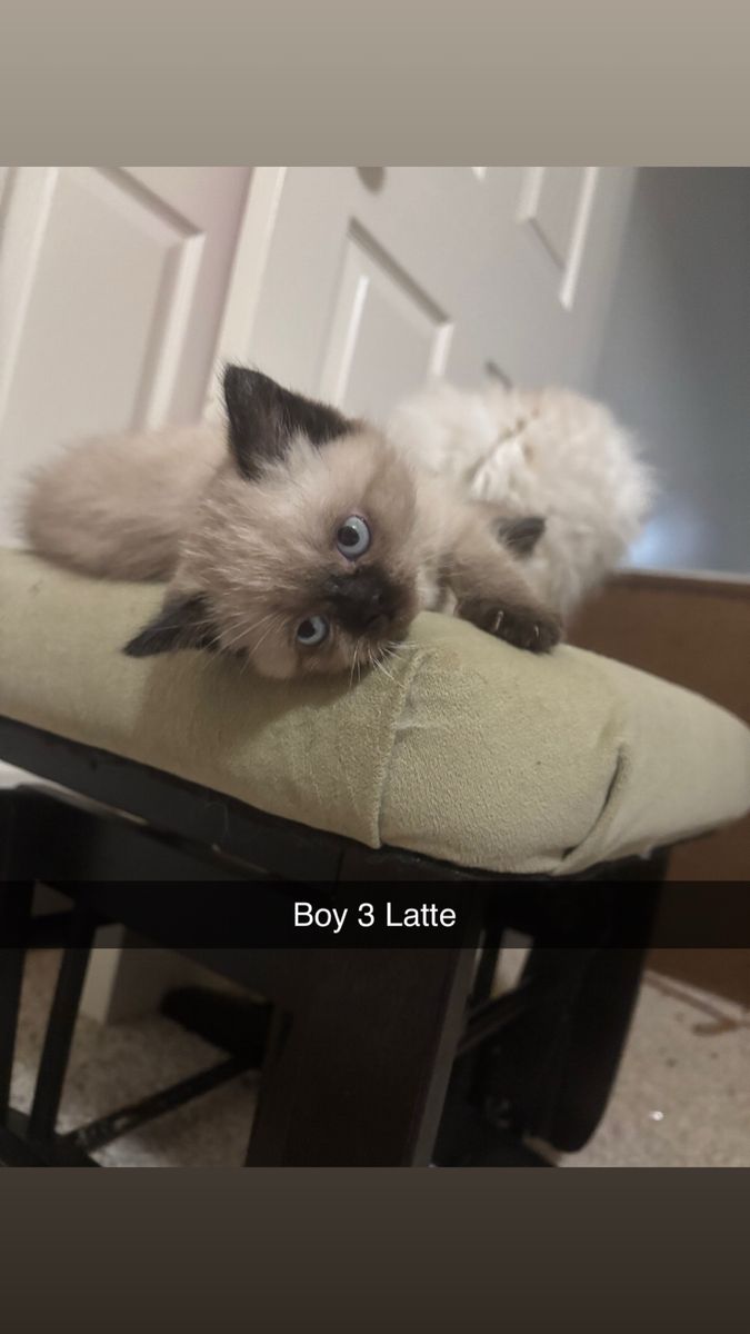 READY NOWPurebred Persian Exotic Shorthair Kittens