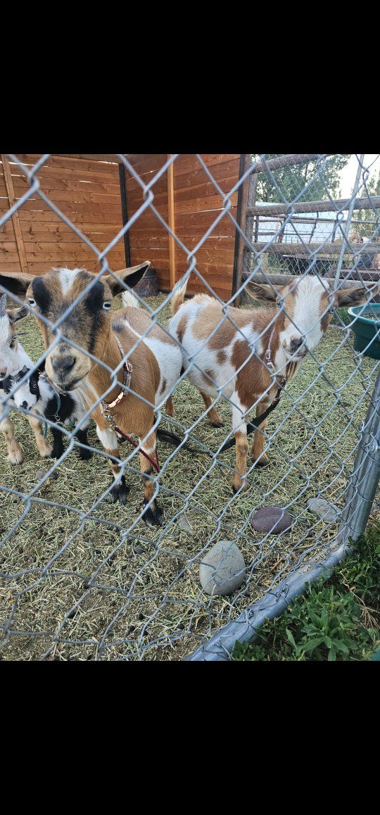 Goats for Sale - Nigerian dwarf does