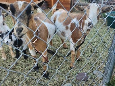 Goats for Sale - Nigerian dwarf does