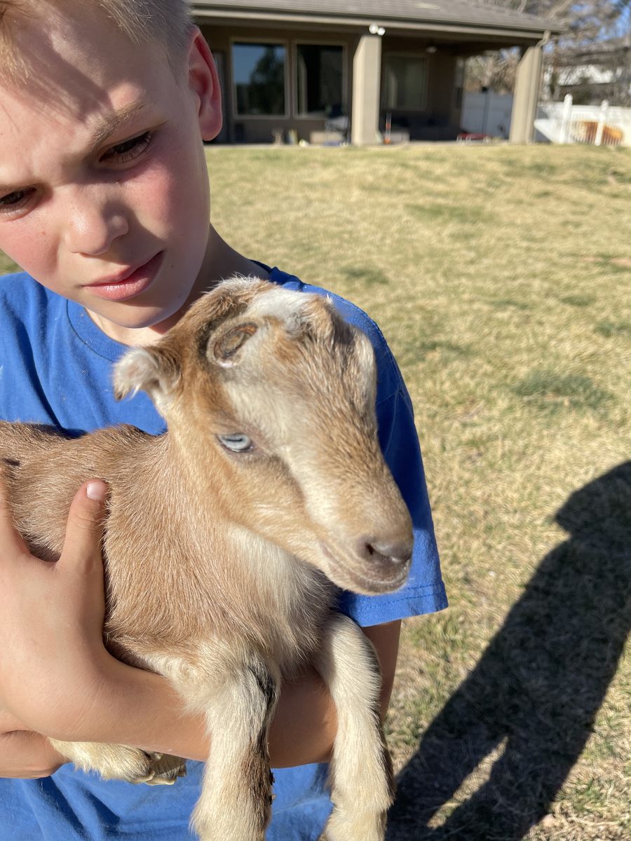 Bucklings Doeling For Sale