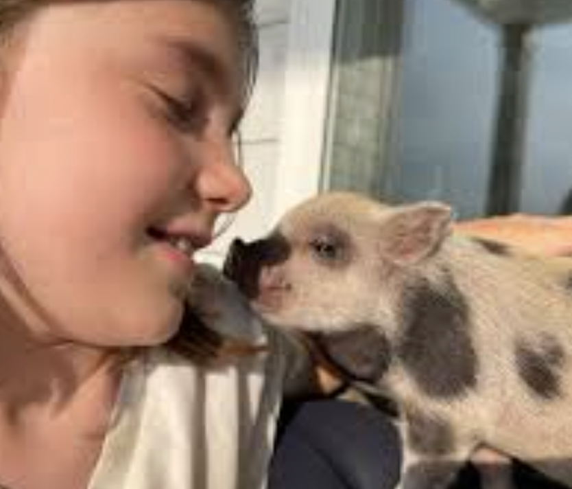 Tea Cup Pig- FREE TO GOOD HOME