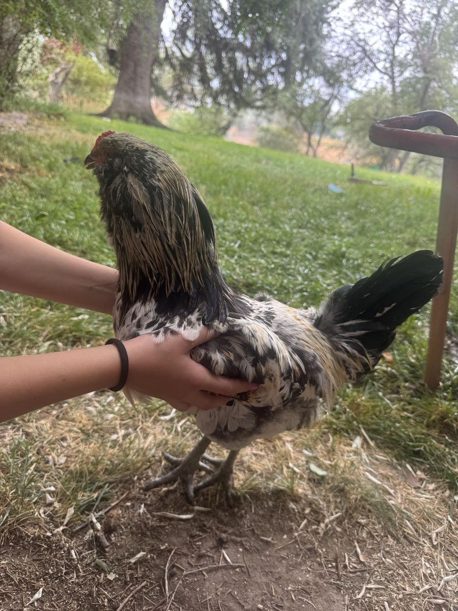 Young Healthy Farm Americauna Rooster