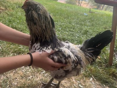 Young Healthy Farm Americauna Rooster
