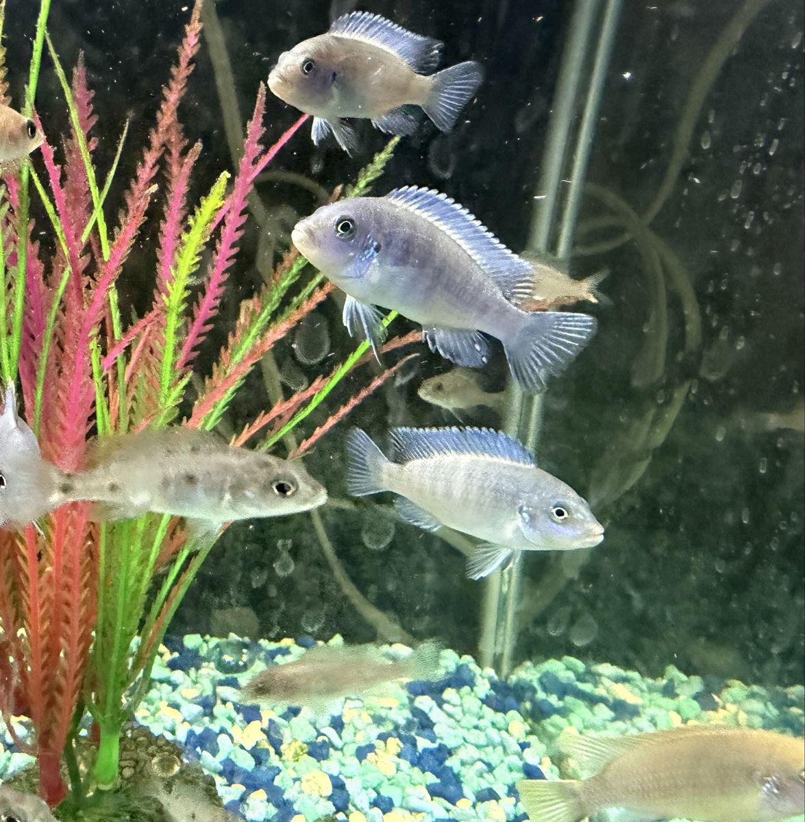African Cichlids 2$