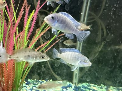 African Cichlids 2$