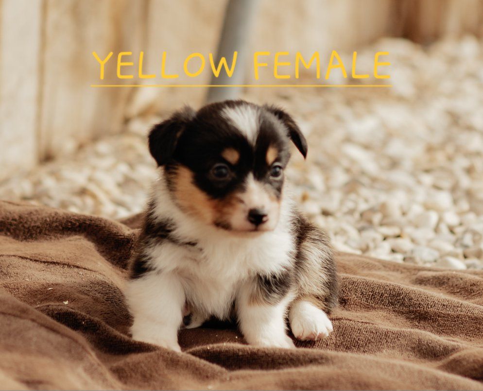 AKC Pembroke Welsh Corgi Puppies