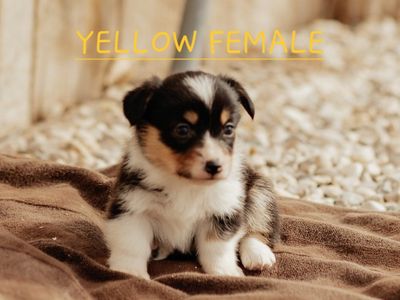 AKC Pembroke Welsh Corgi Puppies