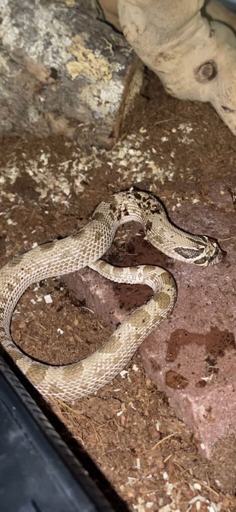 FOR TRADE Or Sale Conda Hognose