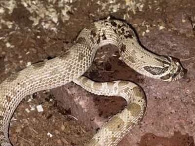FOR TRADE Or Sale Conda Hognose