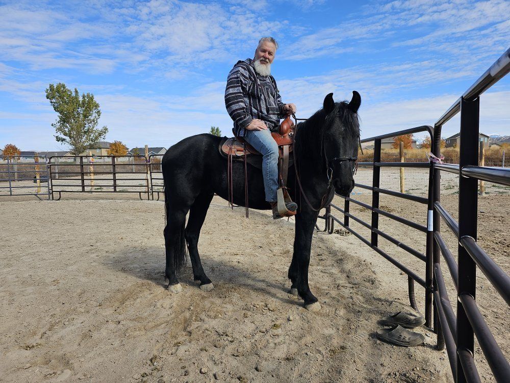 8yr Old Frisian Sport Horse Gelding