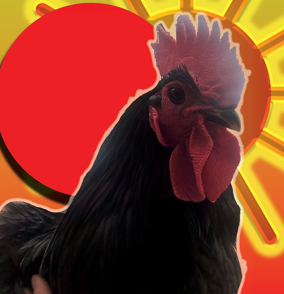 free rooster