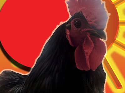 free rooster