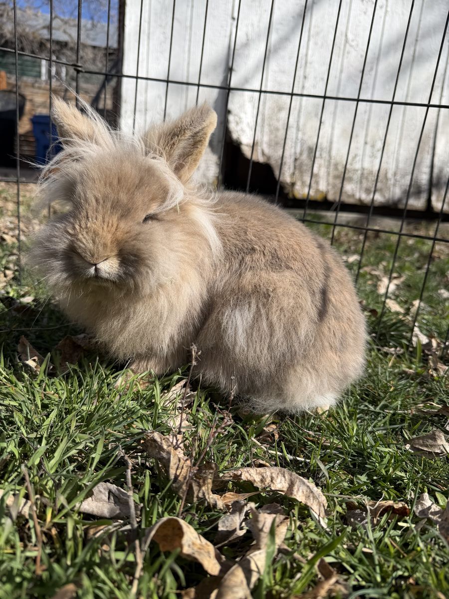 Lionhead Bunny