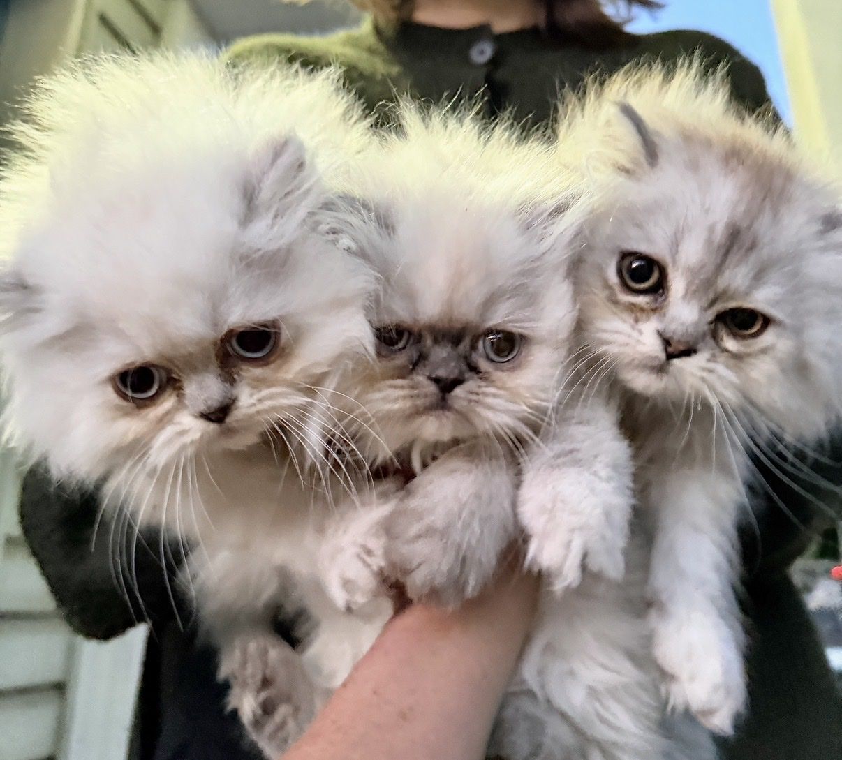 Adorable Persian Kittens!