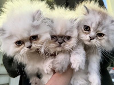 Adorable Persian Kittens!