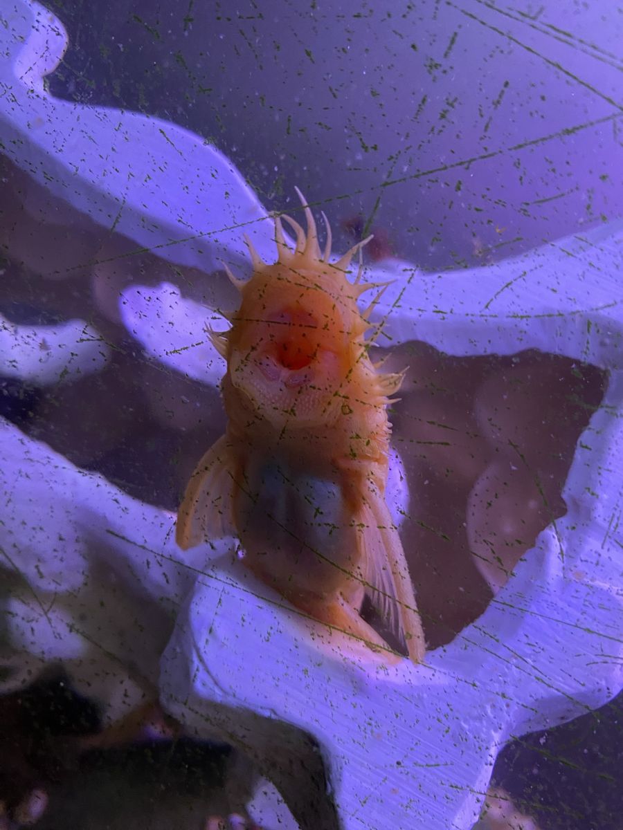 Many FREE Plecostemus