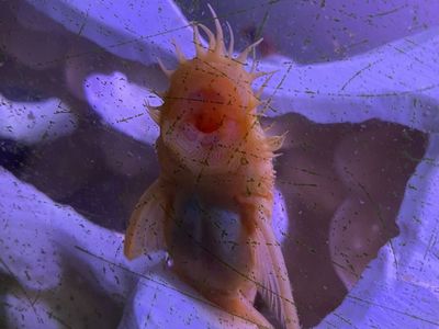 Many FREE Plecostemus