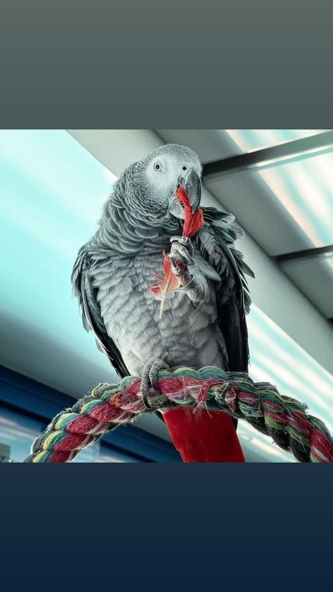 African Grey Parrots