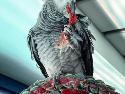African Grey Parrots