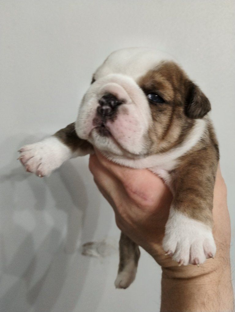 AKC Champion English Bulldog Puppies