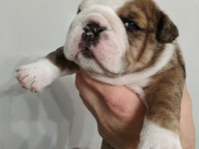 AKC Champion English Bulldog Puppies