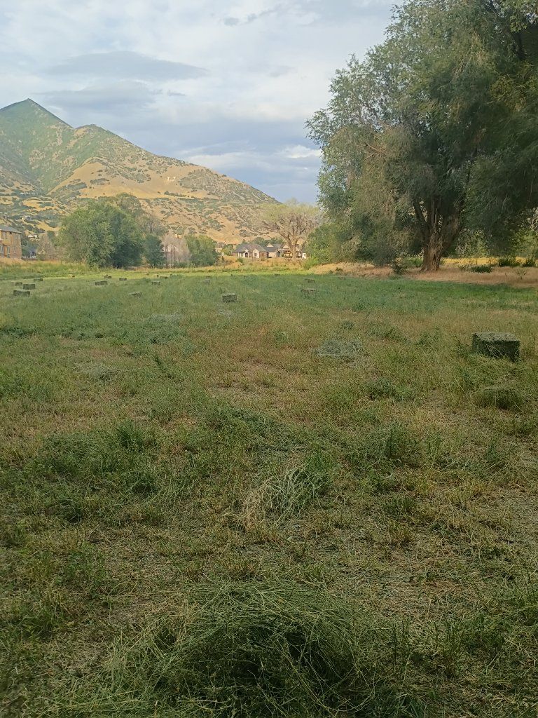 Small Square Hay Bales - Fresh Baled Field Grass & Alfalfa