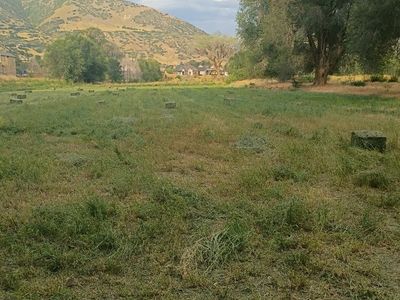 Small Square Hay Bales - Fresh Baled Field Grass & Alfalfa
