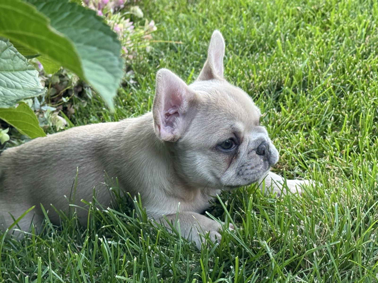 AKC French Bulldog Puppies - Variety of Colors, Adorable and Ready for New Homes