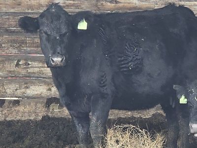 Bred cow 14 yrs old