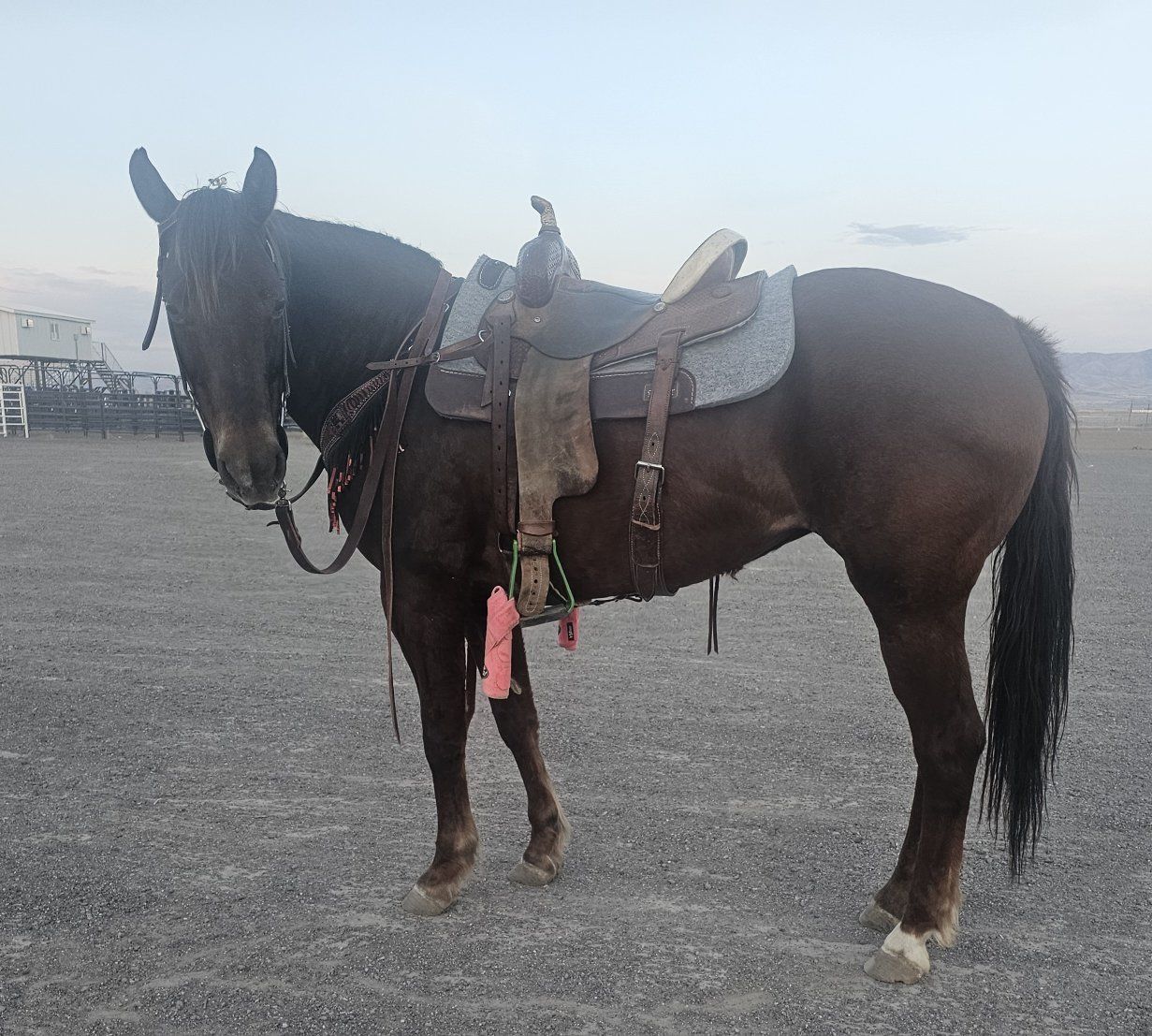 kid safe ranch mare