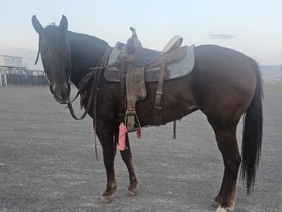 kid safe ranch mare