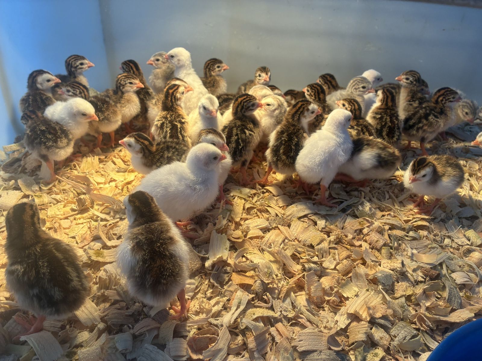 Guinea fowl keets
