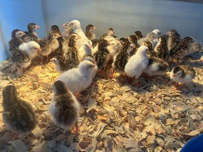 Guinea fowl keets