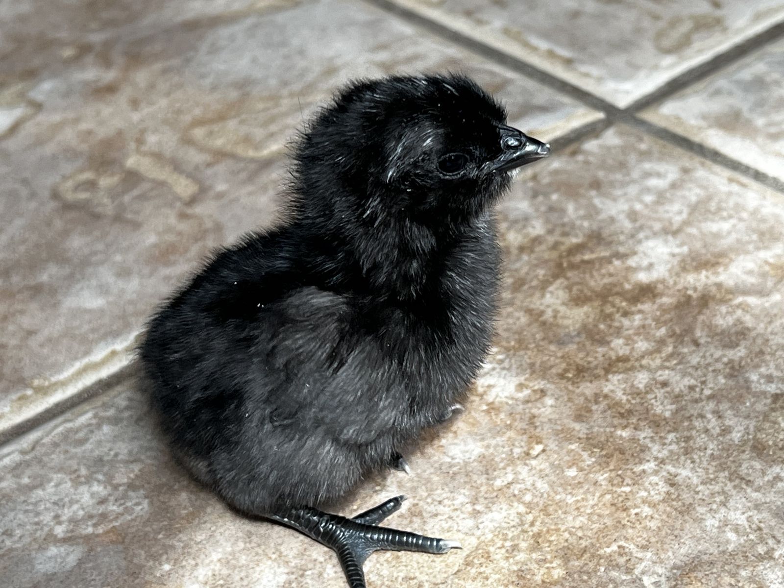 Ayam Cemani Chicks