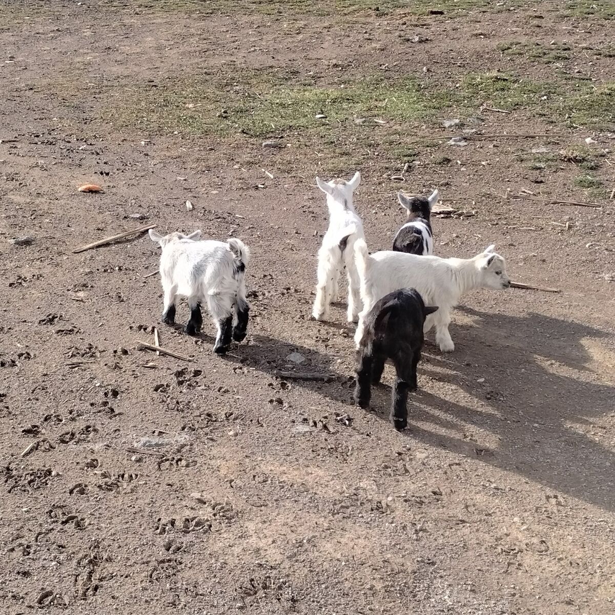 CUTEST BABY GOATS!!
