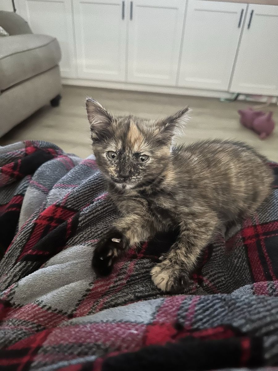 **Kitten and ALL Supplies**